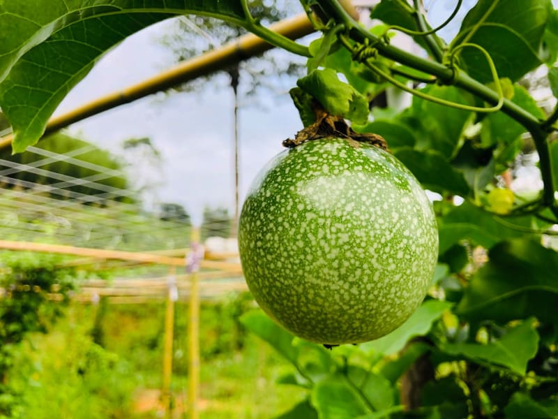 橘二代果園肥美果實（照片出處：橘二代Facebook粉絲團）