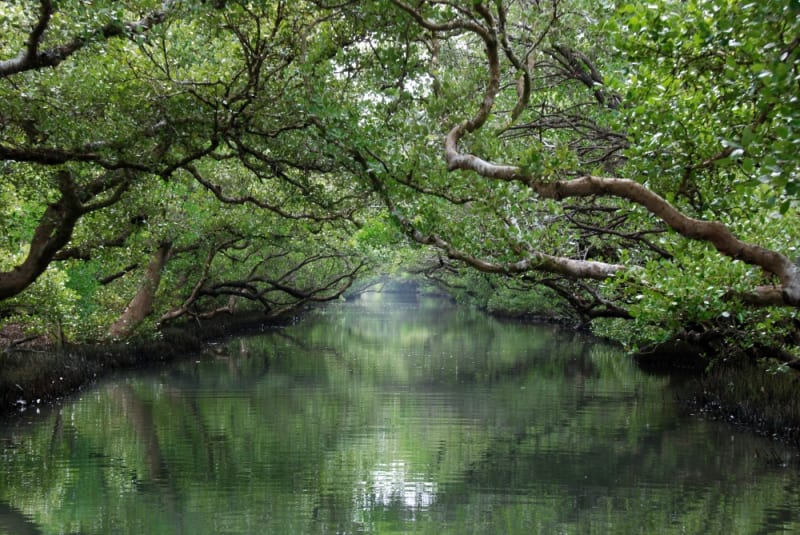 四草綠色隧道