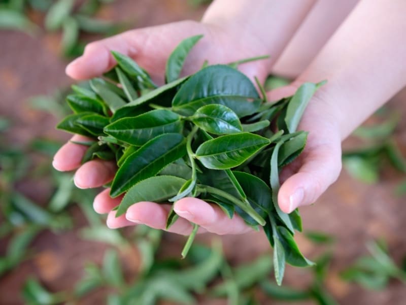 體驗採茶、古法炒茶、手工揉茶，帶回自製的手工台灣綠茶。