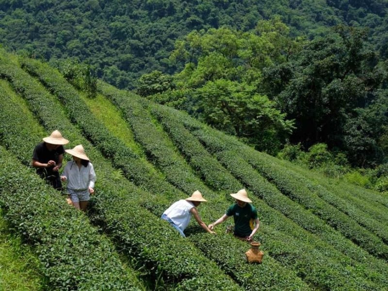 茶畑で農家の方と一緒に手作業で茶葉を摘み取ります
