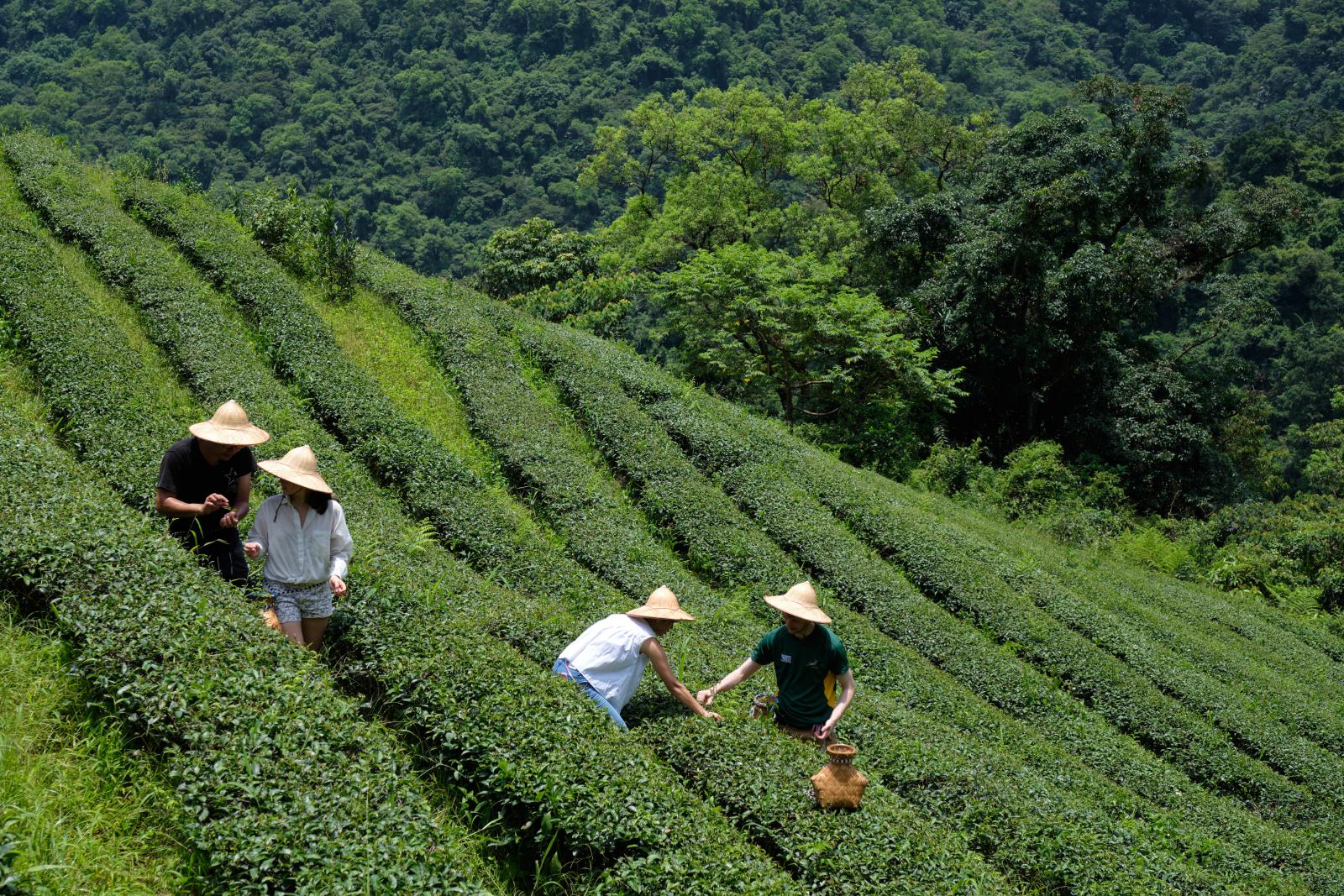 Pick tea leaves on MyTaiwanTour's Rural Tea Tour